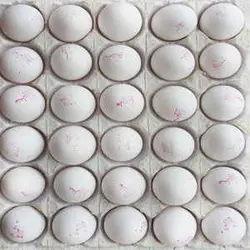 تخم مرغ برکت شانه ای