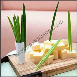 زیتون خوری طرح گیاه