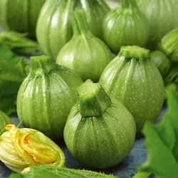 بذر کدو دلمه ای سبز بسته 20 عددی - فروشگاه اینترنتی کهکشان بذر