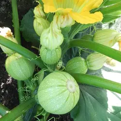 بذر کدو دلمه ای سبز بسته 20 عددی - فروشگاه اینترنتی کهکشان بذر