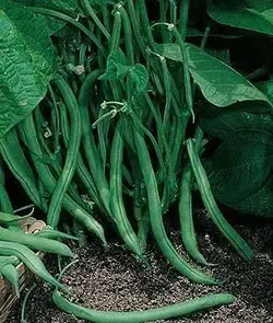 بذر لوبیا سبز سانری آمریکایی پک 20 عددی