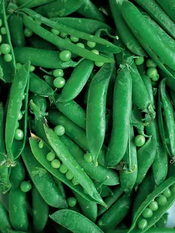 بذر نخود فرنگی هلندی بسته 20 تایی