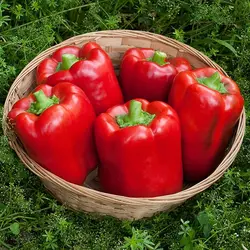 بذر فلفل دلمه کالیفرنیا واندر سبز هلندی