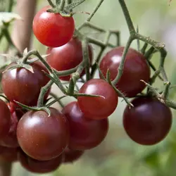 بذر گوجه گیلاسی چاکلت ایتالیایی پک 1000 عددی
