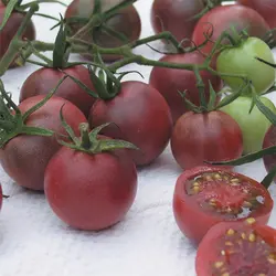 بذر گوجه گیلاسی چاکلت ایتالیایی پک 1000 عددی