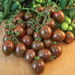 بذر گوجه گیلاسی چاکلت ایتالیایی پک 1000 عددی