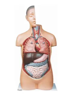 مولاژ آناتومی بدن انسان 1/2