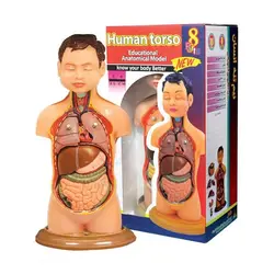 مولاژ نیم تنه انسان مدل ASM04