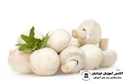 دوره پرورش قارچ دکمه ای