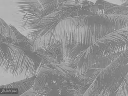 کاغذ دیواری طرح درخت نخل W10110700 - خرید با قیمت مناسب - والینو