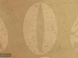 کاغذ دیواری طرح دانه قهوه W10193300 - خرید با قیمت مناسب - والینو