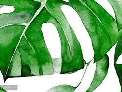 پوستر دیواری طرح برگ های انجیری w11019500 - خرید با بهترین قیمت - والینو