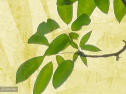 پوستر دیواری طرح برگ درخت W12012310 - خرید با بهترین قیمت - والینو