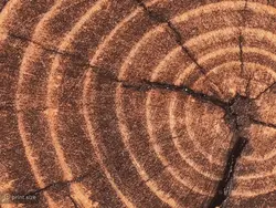 پوستر دیواری طرح چوب و تنه درخت w11023100 - خرید با بهترین قیمت - والینو