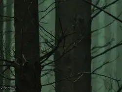 پوستر دیواری طرح جنگل W10052900 - خرید با بهترین قیمت - والینو