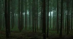 پوستر دیواری طرح جنگل W10052900 - خرید با بهترین قیمت - والینو