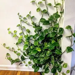 گیره پتوس قفل دار بسته 10 عددی کد T 10 - فروشگاه اینترنتی 70کالا با تخفیفهای هیجان انگیز