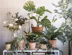 اکالیپتوس مصنوعی با گلدان آوایز ایکیا | IKEA FEJKA Artificial potted plant | تحویل 2 تا 3 هفته کاری
