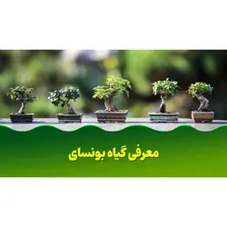 پاورپوینت درباره معرفی گیاه بونسای