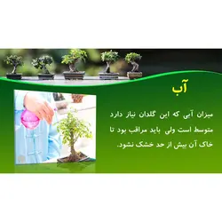 پاورپوینت درباره معرفی گیاه بونسای