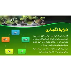 پاورپوینت درباره معرفی گیاه بونسای