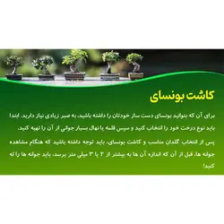 پاورپوینت درباره معرفی گیاه بونسای