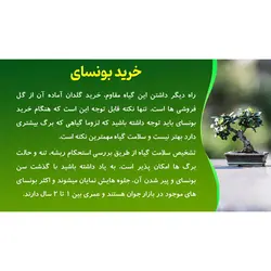 پاورپوینت درباره معرفی گیاه بونسای