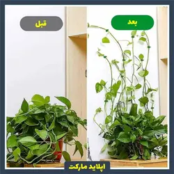 گیره نگهدارنده گیاهان رونده - گیره پتوس طرح برگ