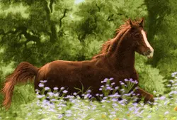 نخ و نقشه تابلو فرش اسب در چمن زار
