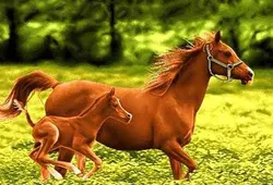 نخ و نقشه تابلو فرش کره اسب