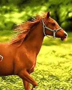 نخ و نقشه تابلو فرش کره اسب