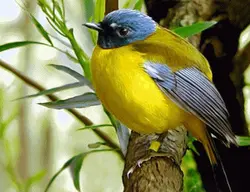 نخ و نقشه تابلو فرش قناری