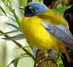 نخ و نقشه تابلو فرش قناری