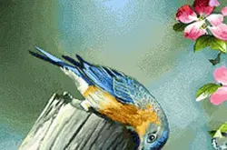 نخ و نقشه تابلو فرش لانه قناری