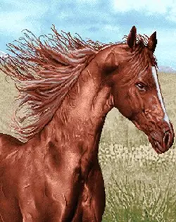 نخ و نقشه حیوانات اسب در بیشه زار