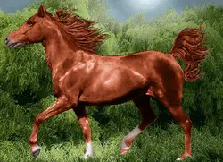 نخ و نقشه حیوانات اسب در جنگل