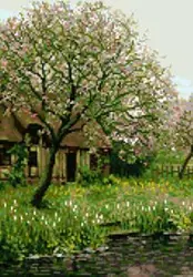 نخ و نقشه جلوه بهار -تشعیر