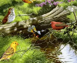 نخ و نقشه پرنده ها در جنگل