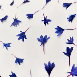 گل خشک گندم پرس شده بسته 5 عددی