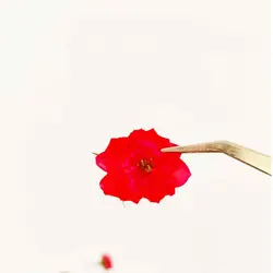 گل خشک ساناز پرس شده بسته 5 عددی