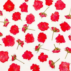 گل خشک ساناز پرس شده بسته 5 عددی