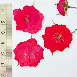 گل خشک ساناز پرس شده بسته 5 عددی