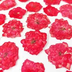 گل خشک ساناز پرس شده بسته 5 عددی