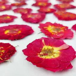 گل خشک ساناز پرس شده بسته 5 عددی