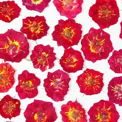 گل خشک ساناز پرس شده بسته 5 عددی