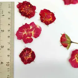 گل خشک ساناز پرس شده بسته 5 عددی