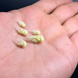 ماکت عروس دریایی شب تاب سبز بسته پنجاه عددی