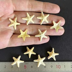 ماکت ستاره دریایی رزین قطر 1.5 سانتیمتر بسته 10 عددی کد ۲