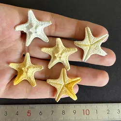 ماکت ستاره دریایی رزین قطر 3 سانتیمتر بسته 20 عددی کد ۱