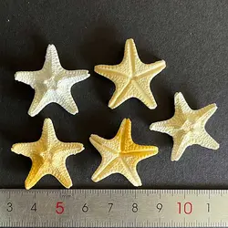 ماکت ستاره دریایی رزین قطر 3 سانتیمتر بسته 20 عددی کد ۱